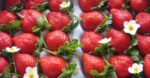 いちご屋スカイファームいちご狩り